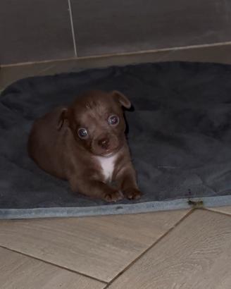 Chihuahua Maschietto stupendo meraviglioso