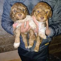 Cuccioli di lagotto da tartufi
