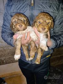 Cuccioli di lagotto da tartufi