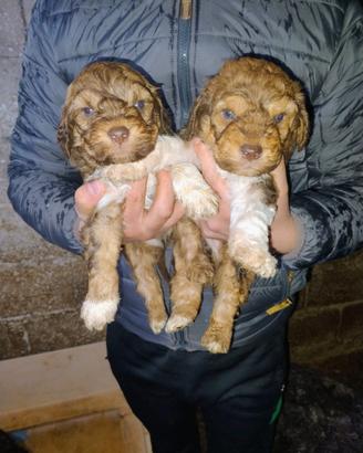 Cuccioli di lagotto da tartufi