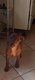 Cucciolo Pinscher