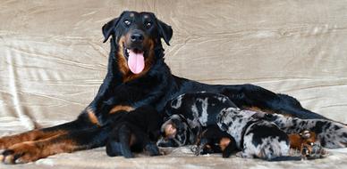 Cuccioli BEAUCERON arlecchino