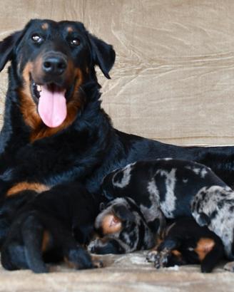 Cuccioli BEAUCERON arlecchino
