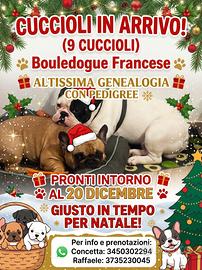 Cuccioli di Bulldog Francese in arrivo