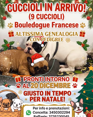 Cuccioli di Bulldog Francese in arrivo