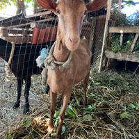 Capra camosciata