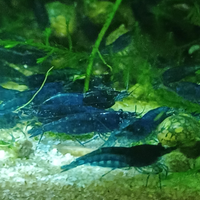 Neocaridine davidi blue dream