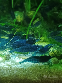 Neocaridine davidi blue dream