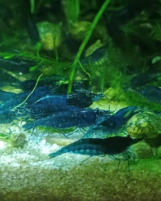 Neocaridine davidi blue dream