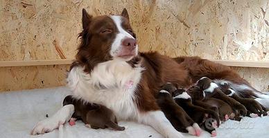 Border Collie con pedigree