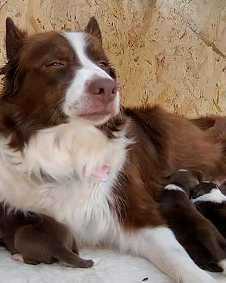 Border Collie con pedigree
