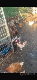 Galline