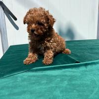 Cuccioli di barboncini