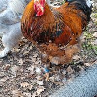 Galli Brahma e Faverolle