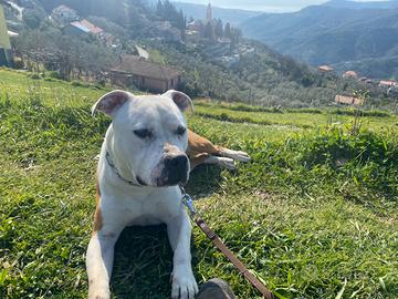 Cuccioli di AMSTAFF