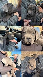 Cucciolo cane corso