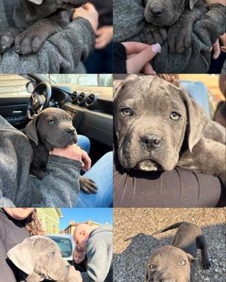 Cucciolo cane corso