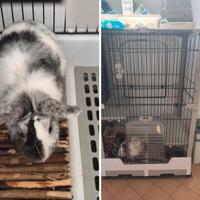 Coniglio nano compreso di gabbia grande