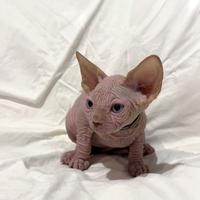 Sphynx