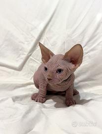 Sphynx