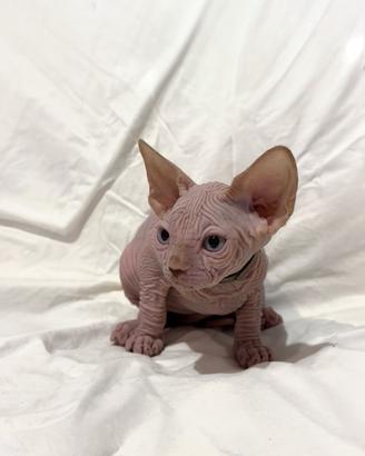 Sphynx