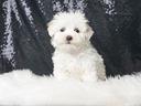 maltese-cucciolo-piccolissimo