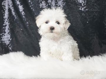 Maltese cucciolo piccolissimo