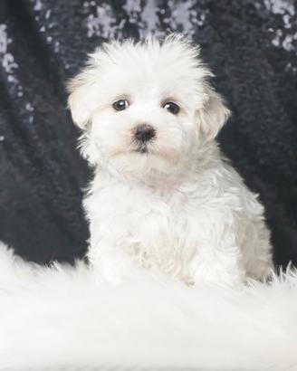 Maltese cucciolo piccolissimo