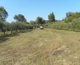 Terreno agricolo di mq. 6000