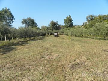 Terreno agricolo di mq. 6000