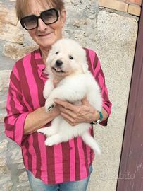 Cuccioli di Pastore Abruzzese Maremmano