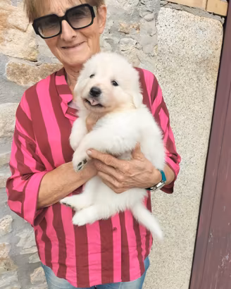 Cuccioli di Pastore Abruzzese Maremmano