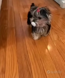 Yorkshire cuccioli taglia piccolissima