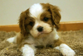 Cavalier king blenheim femmina