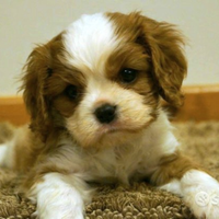 Cavalier king blenheim femmina