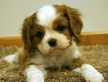 Cavalier king blenheim femmina