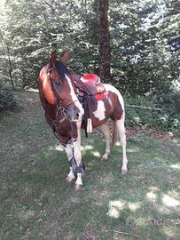 Cavallo