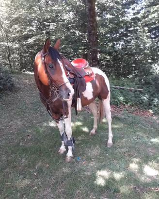 Cavallo