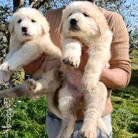 Caucaso e alabai enormi