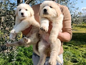 Caucaso e alabai enormi