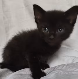 Gattino mix don sphynx( consegna)