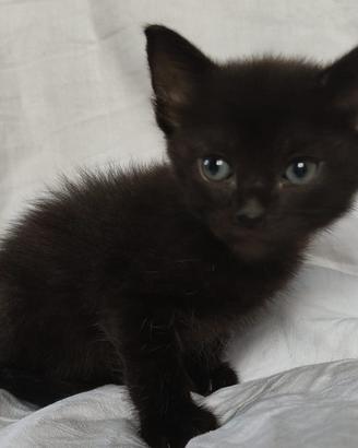 Gattino mix don sphynx( consegna)