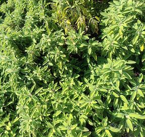 Salvia fresca siciliana 100% naturale e profumata