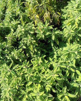 Salvia fresca siciliana 100% naturale e profumata