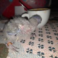 Pulli di lori arcobaleno