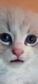 Cuccioli di ragdoll