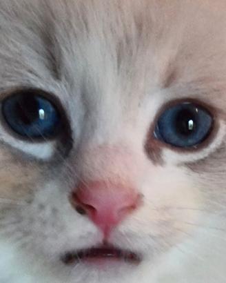 Cuccioli di ragdoll