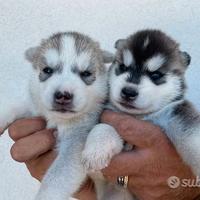 Cuccioli di Siberian Husky da allevamento. ENCI
