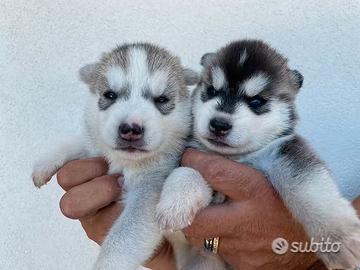Cuccioli di Siberian Husky da allevamento. ENCI