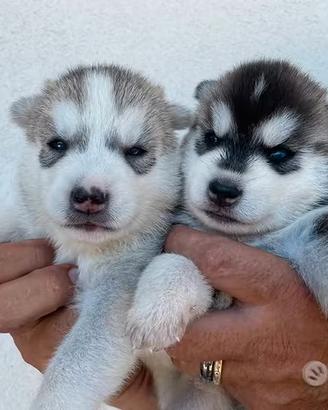 Cuccioli di Siberian Husky da allevamento. ENCI
